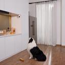 eufy Solo IndoorCam Pan & Tilt - 2K-Überwachungskamera mit Schwenk-Neige-Funktion in Küche mit Hund